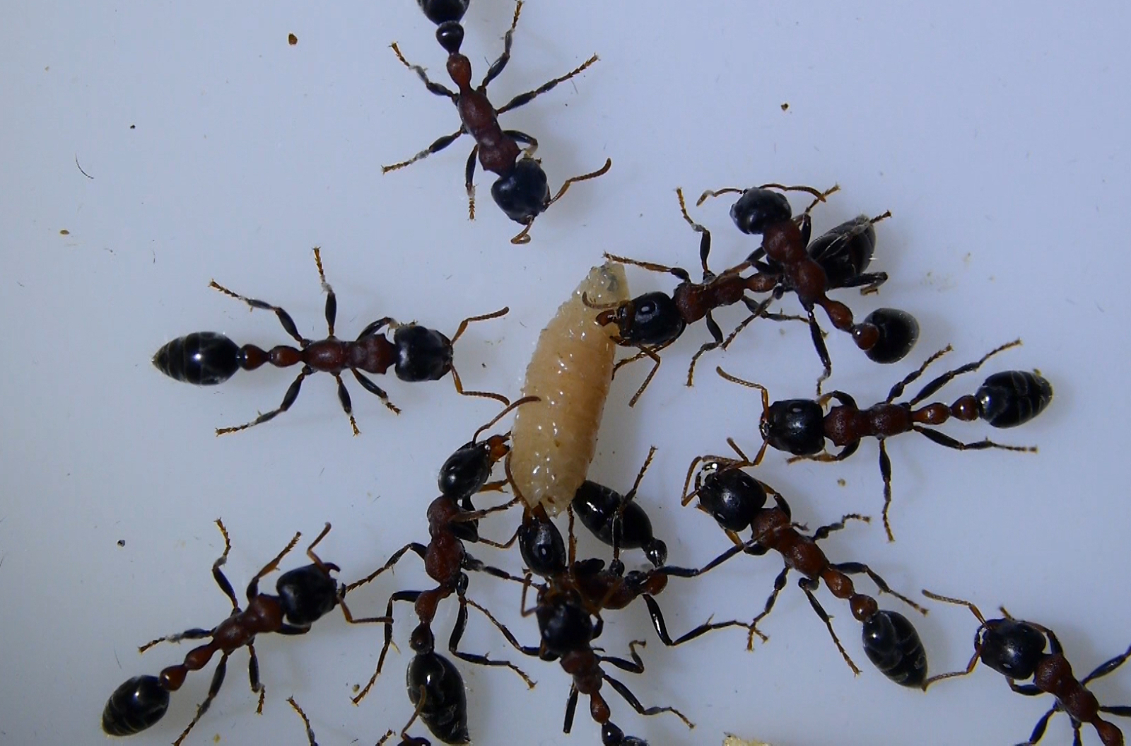 Tetraponera rufonigra haben Fliegenmade erbeutet