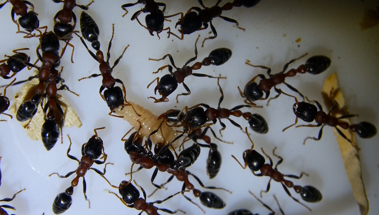 Tetraponera rufonigra haben Fliegenmade erbeutet-2