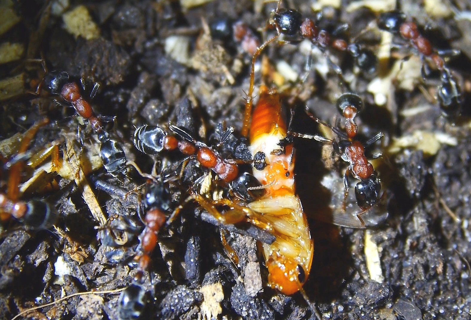Tetraponera rufonigra futtern Schokoschabe