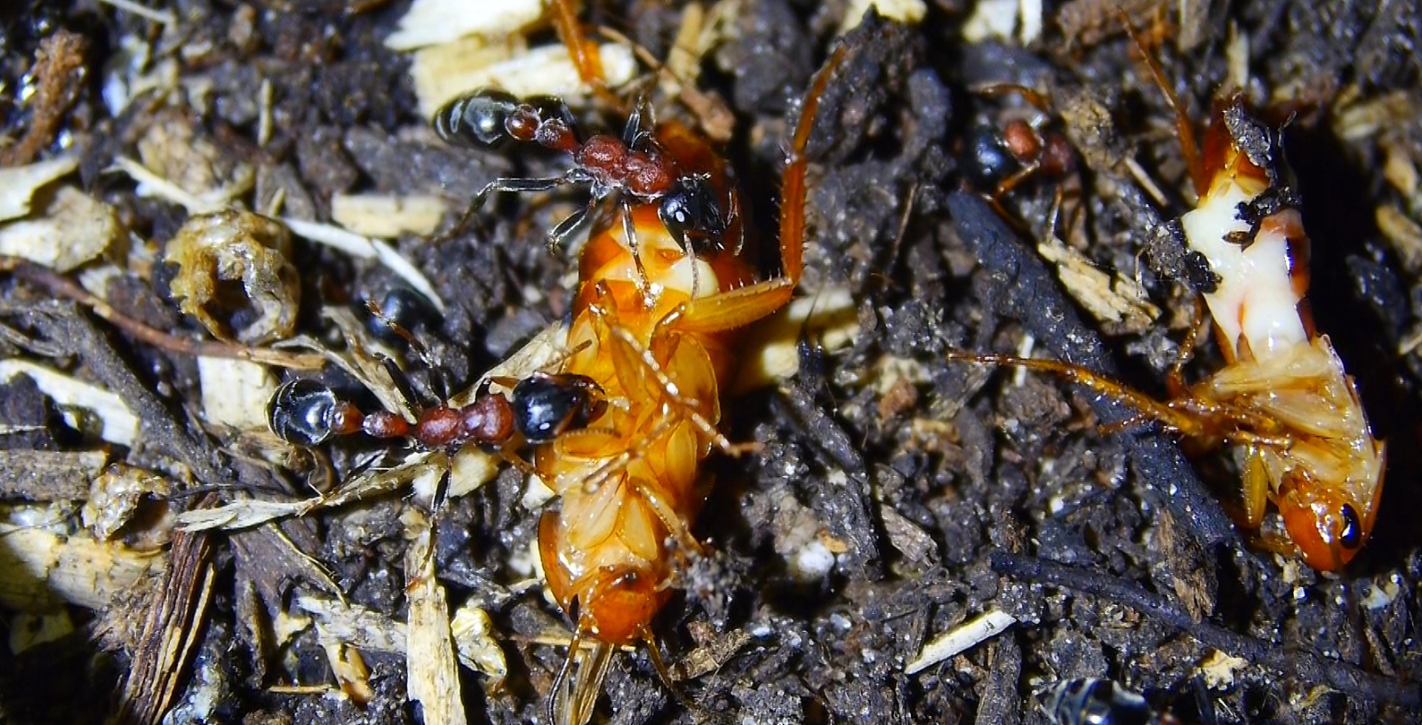 Tetraponera rufonigra futtern Schokoschabe_2