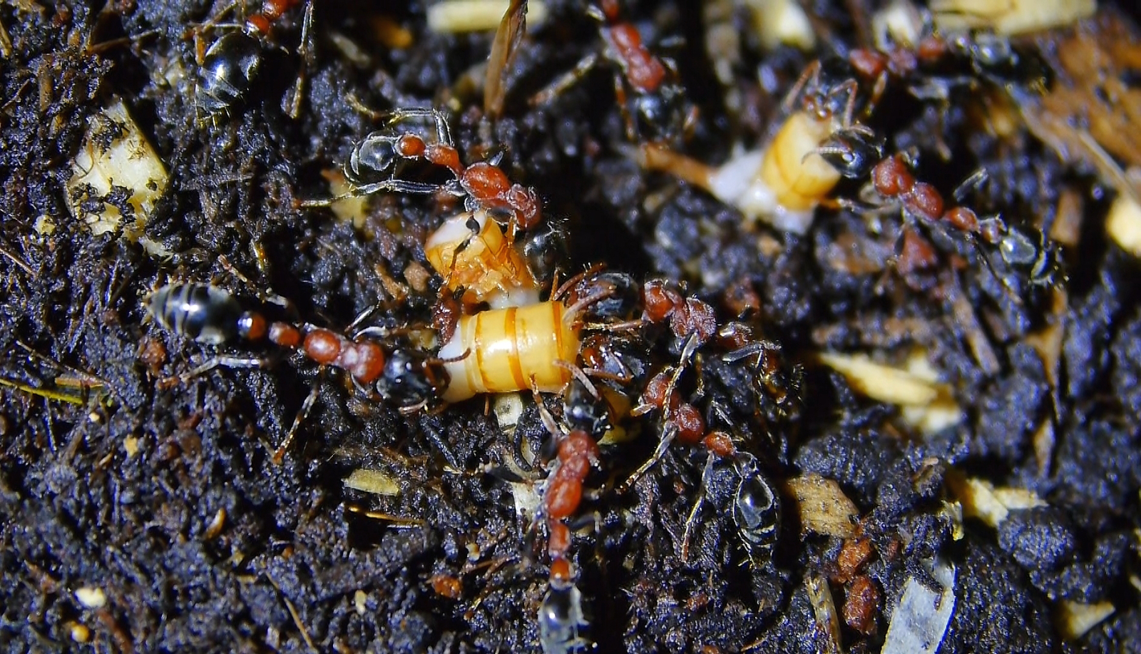 Tetraponera rufonigra futtern Mehlkäferlarven