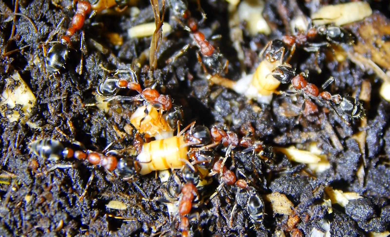 Tetraponera rufonigra futtern zerteilte Mehlkäferlarven