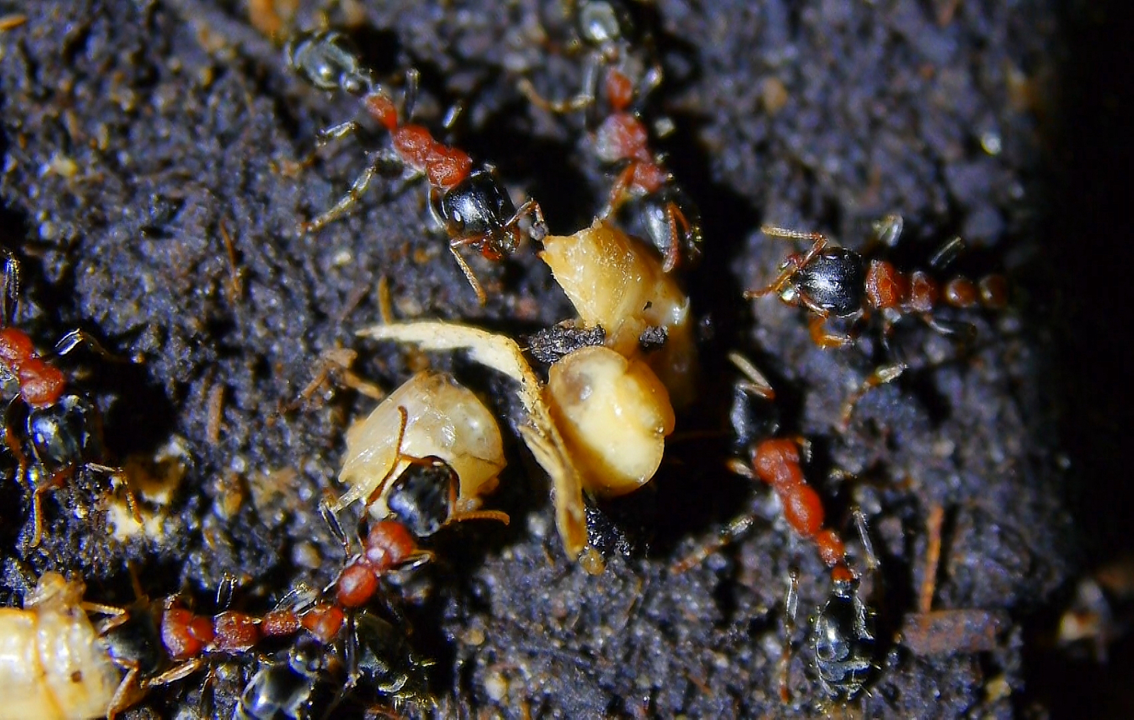 Tetraponera rufonigra futtern zerteilte Mehlkäferpuppen