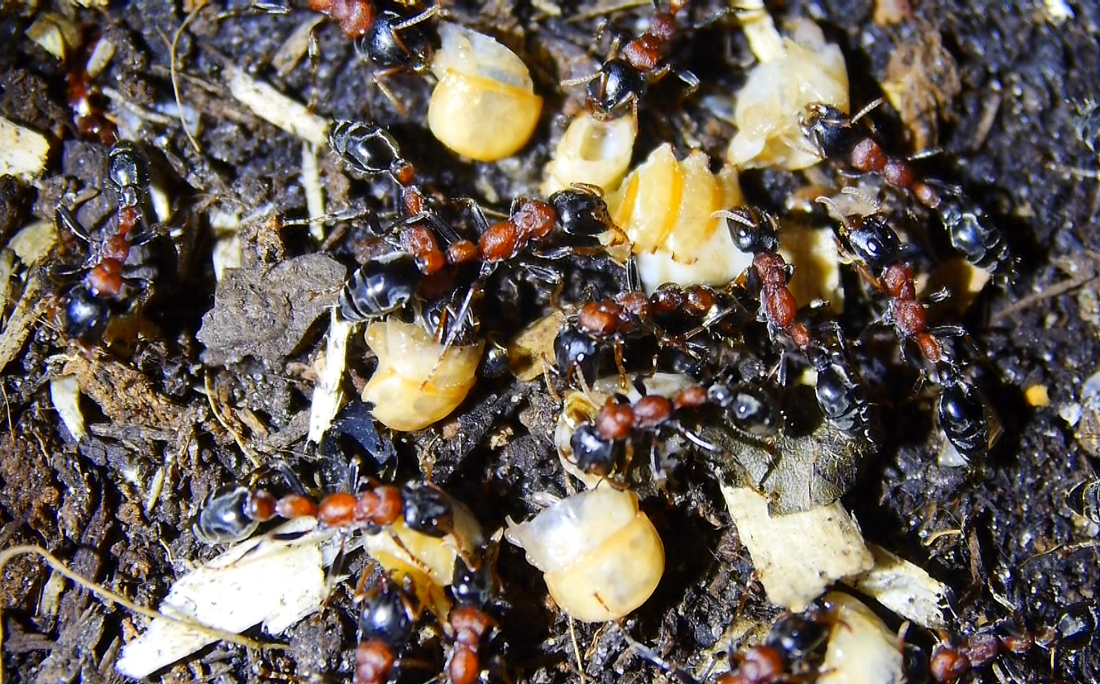 Tetraponera rufonigra futtern zerteilte Mehlkäferpuppen_2