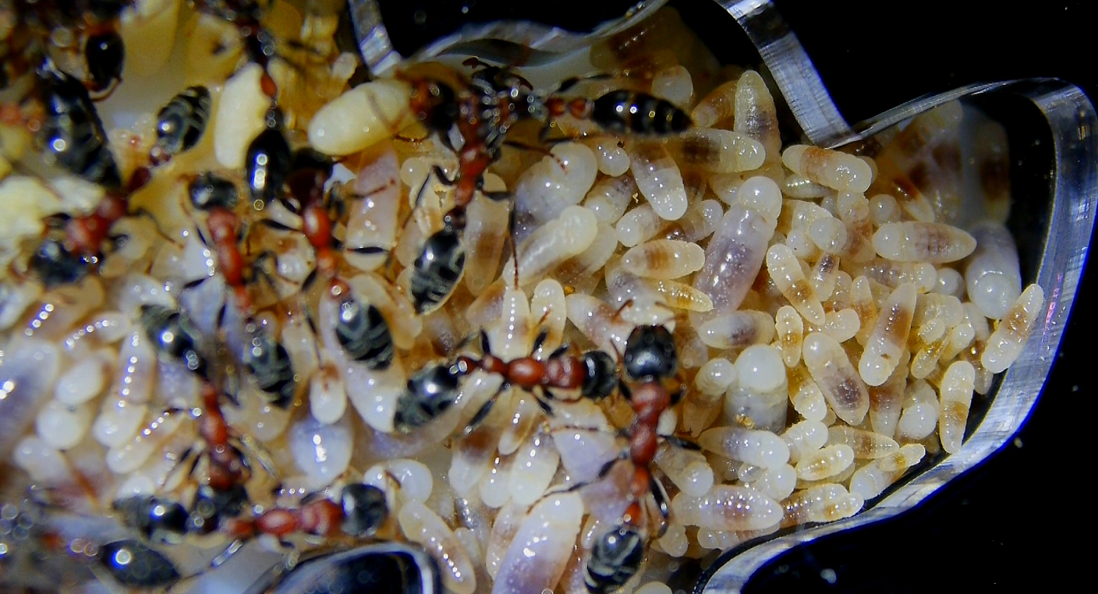 Tetraponera rufonigra kleinere Larven