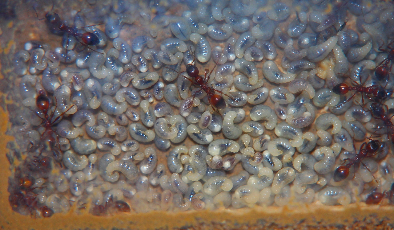 Manica rubida Larven _2