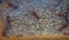 Manica rubida Larven _2