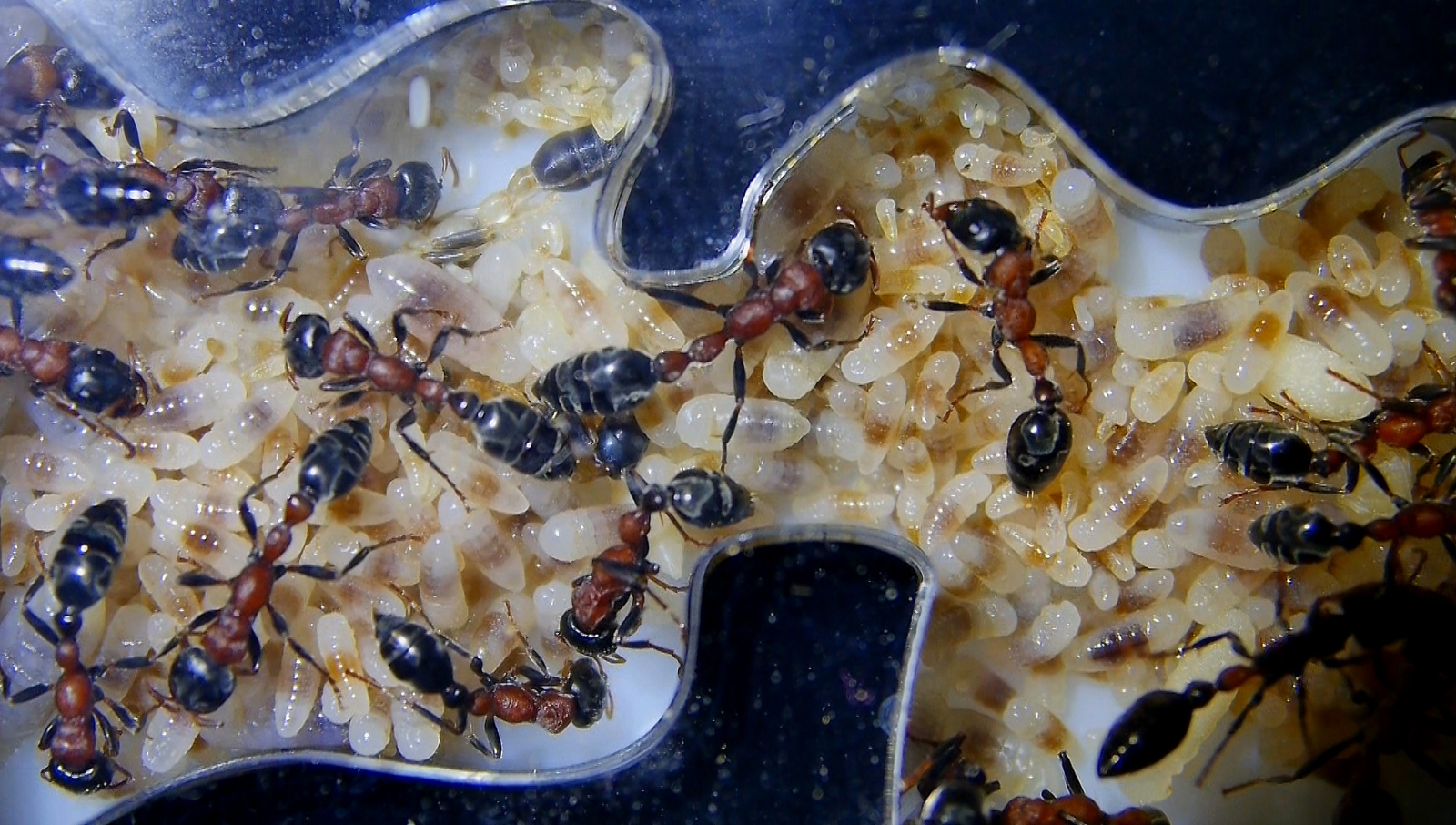 Tetraponera rufonigra kleinere Larven_2