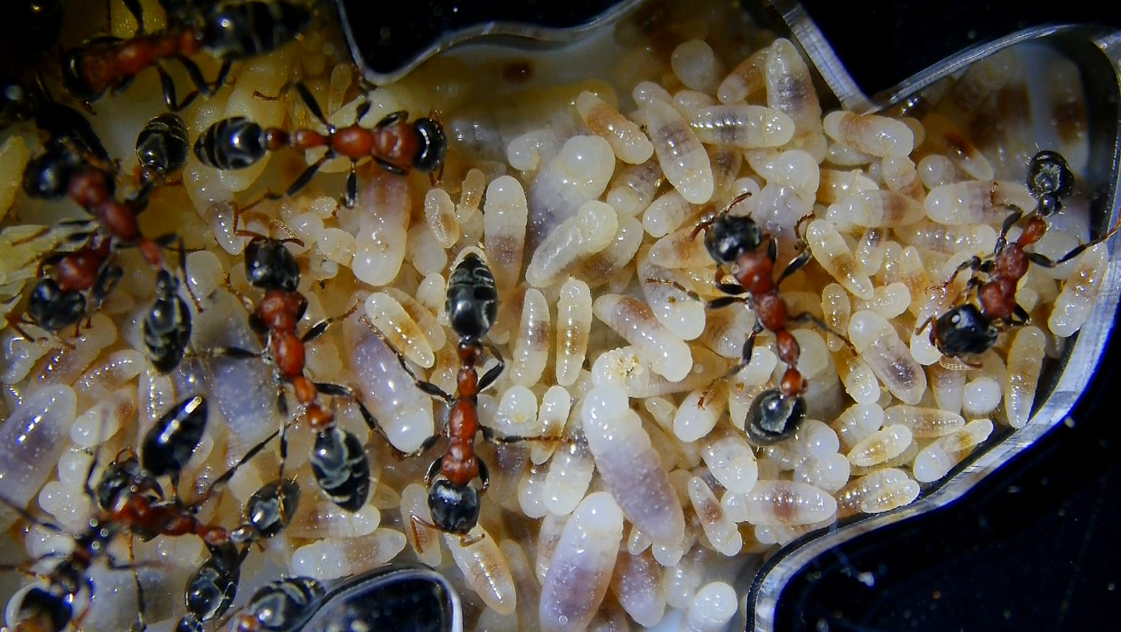 Tetraponera rufonigra kleinere Larven_3