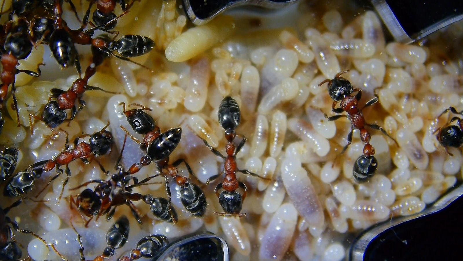 Tetraponera rufonigra kleinere Larven_4