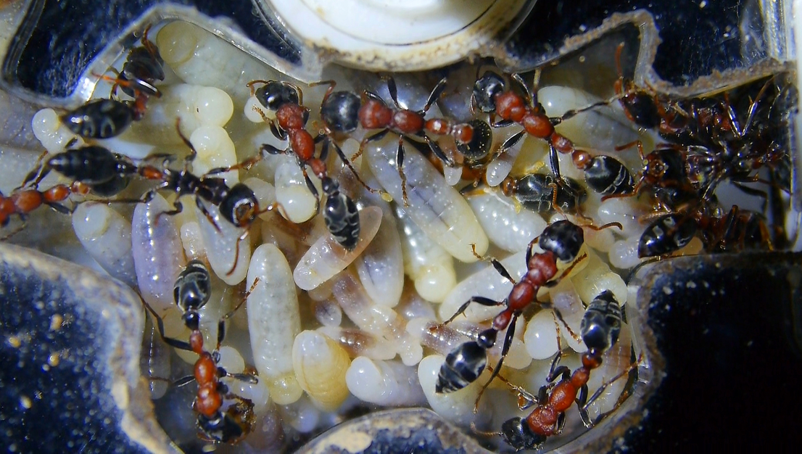 Tetraponera rufonigra Larven