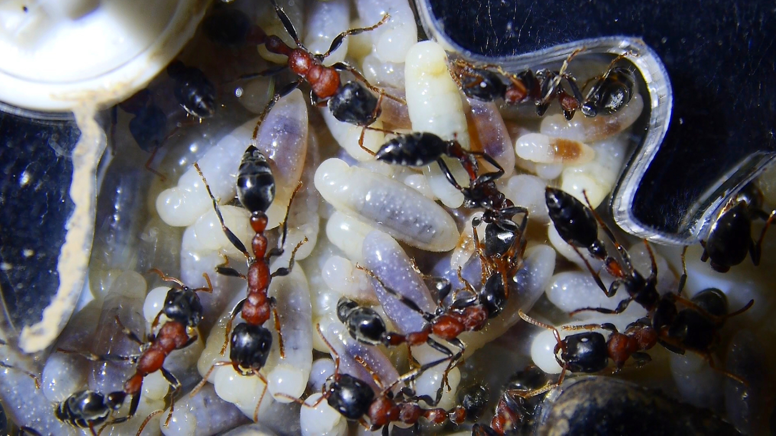 Tetraponera rufonigra Larven_1