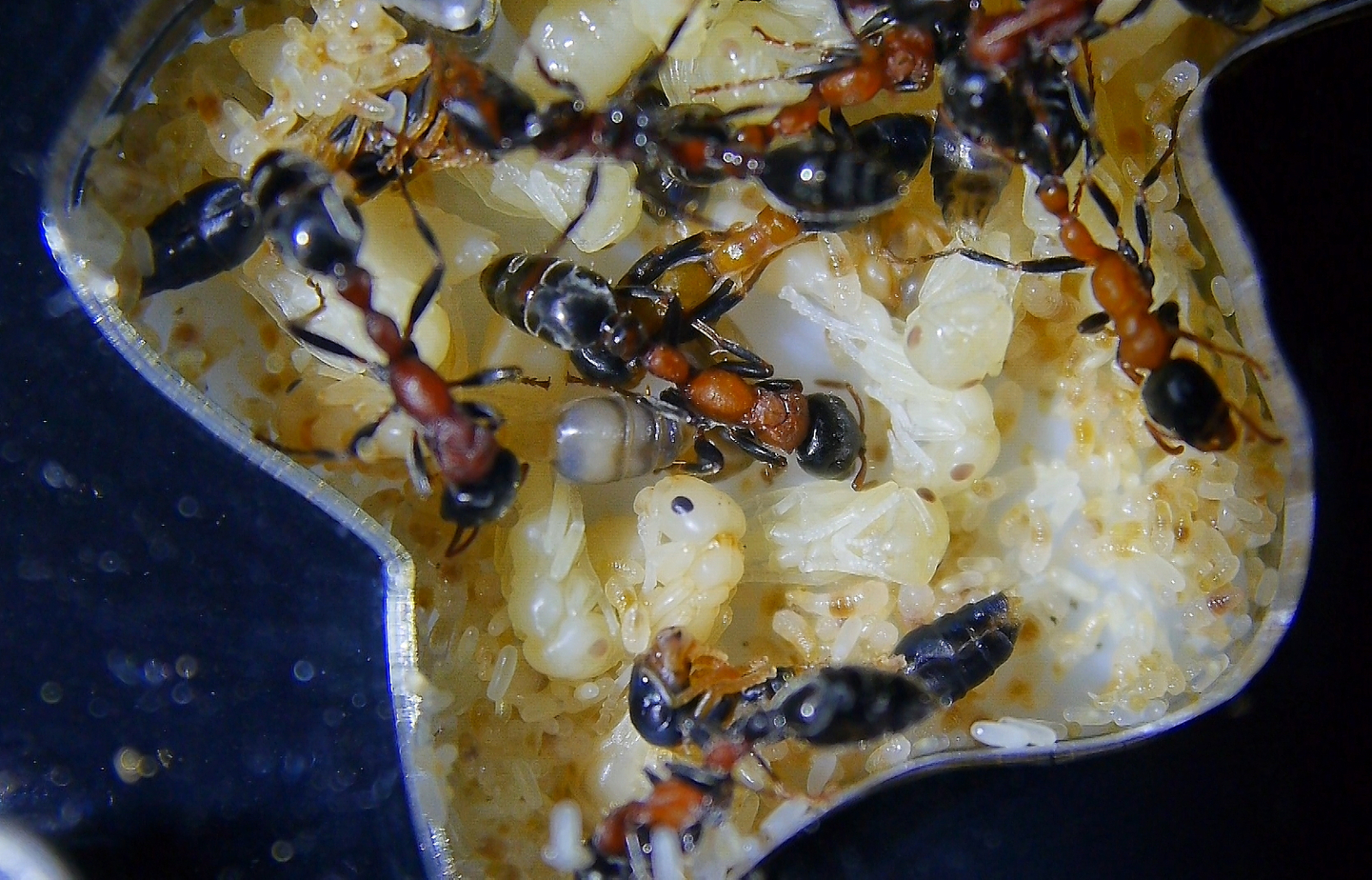 Tetraponera rufonigra Puppen