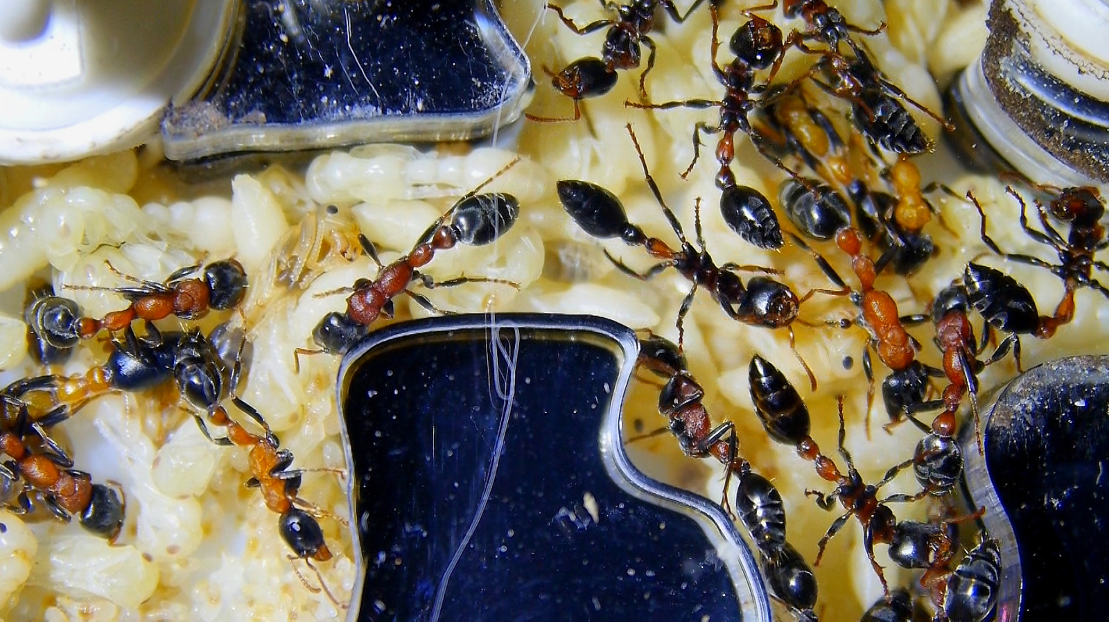 Tetraponera rufonigra Puppen_2