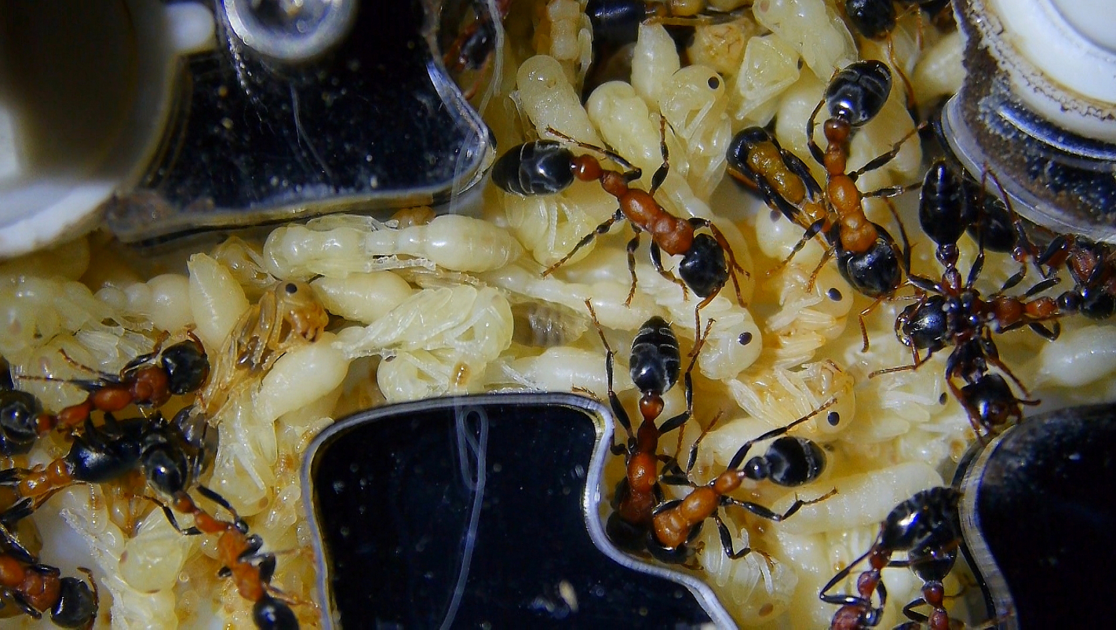 Tetraponera rufonigra Puppen_3