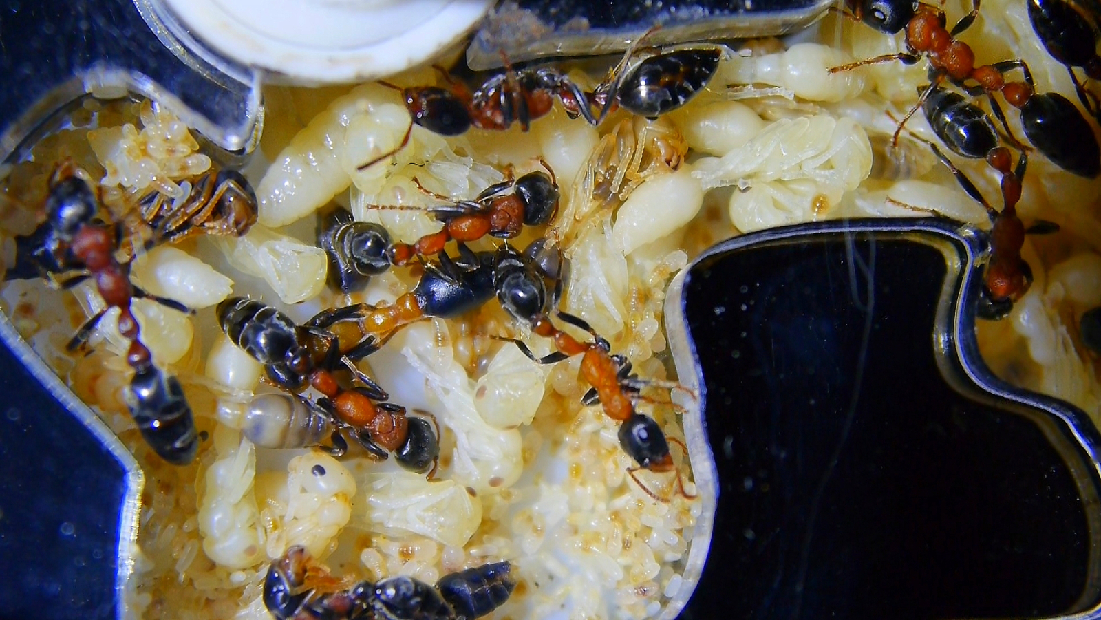 Tetraponera rufonigra Puppen_4