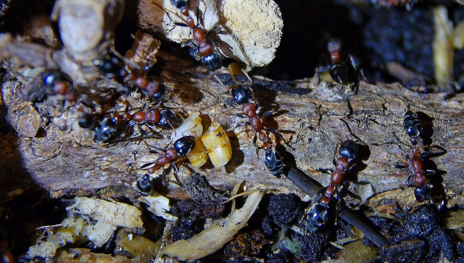 Tetraponera rufonigra futtern Mehlkäferlarvenstücke