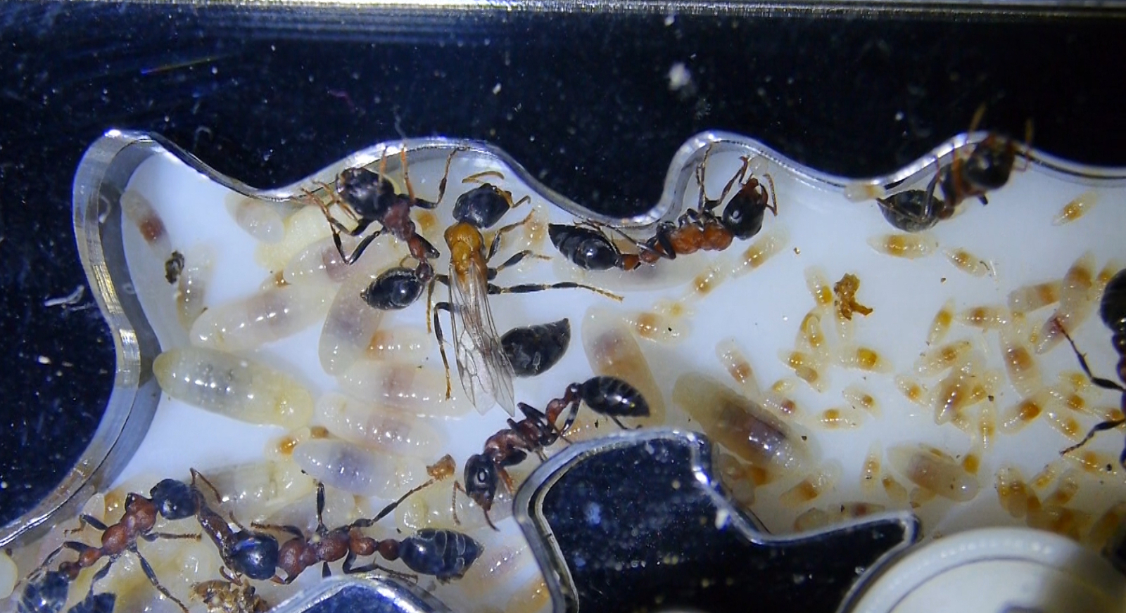 Tetraponera rufonigra Jungkönigin _1