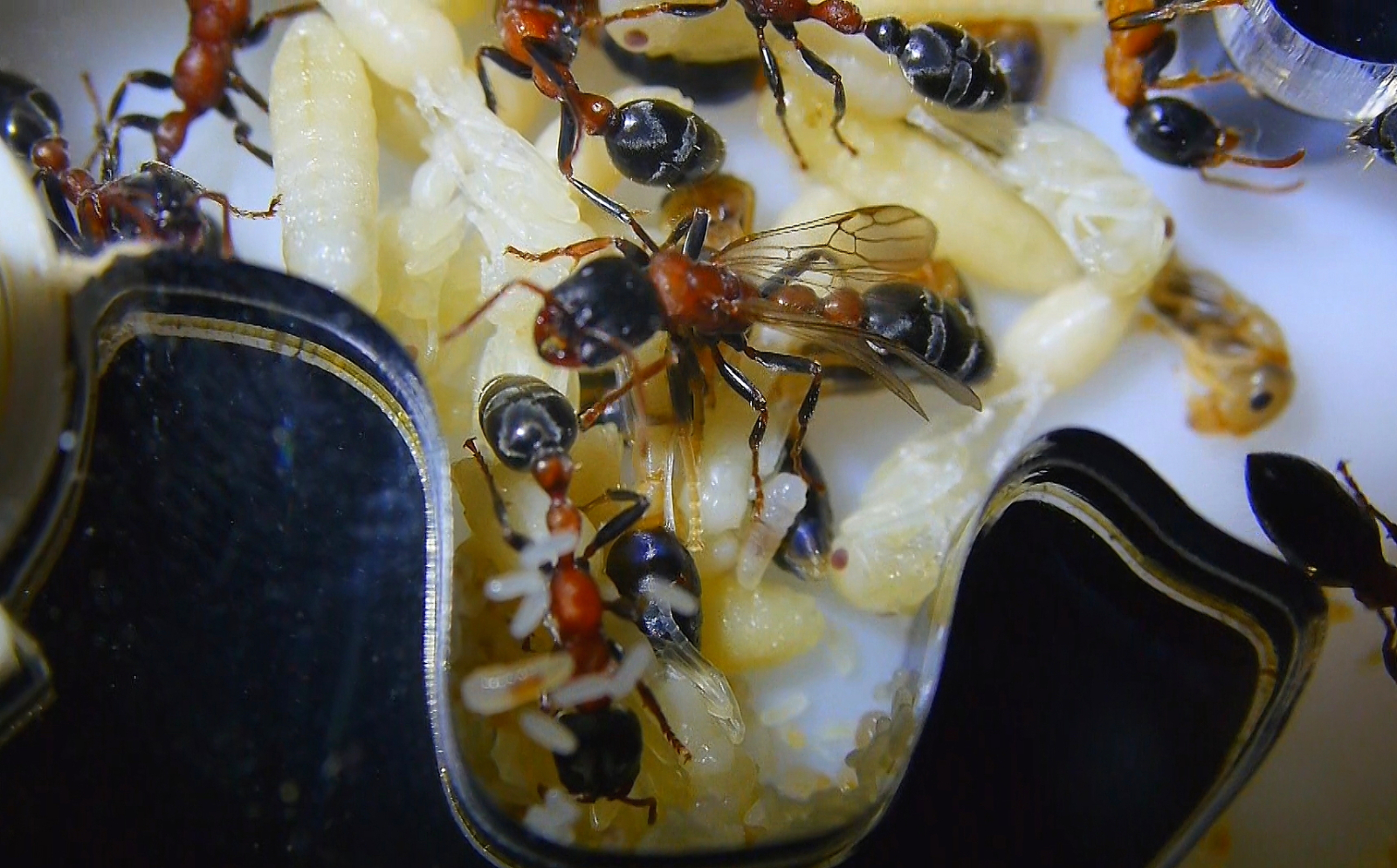 Tetraponera rufonigra Jungkönigin _2