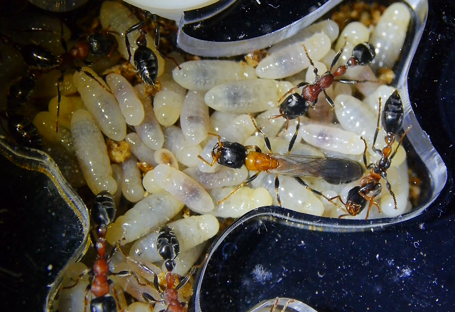 Tetraponera rufonigra Jungkönigin _3