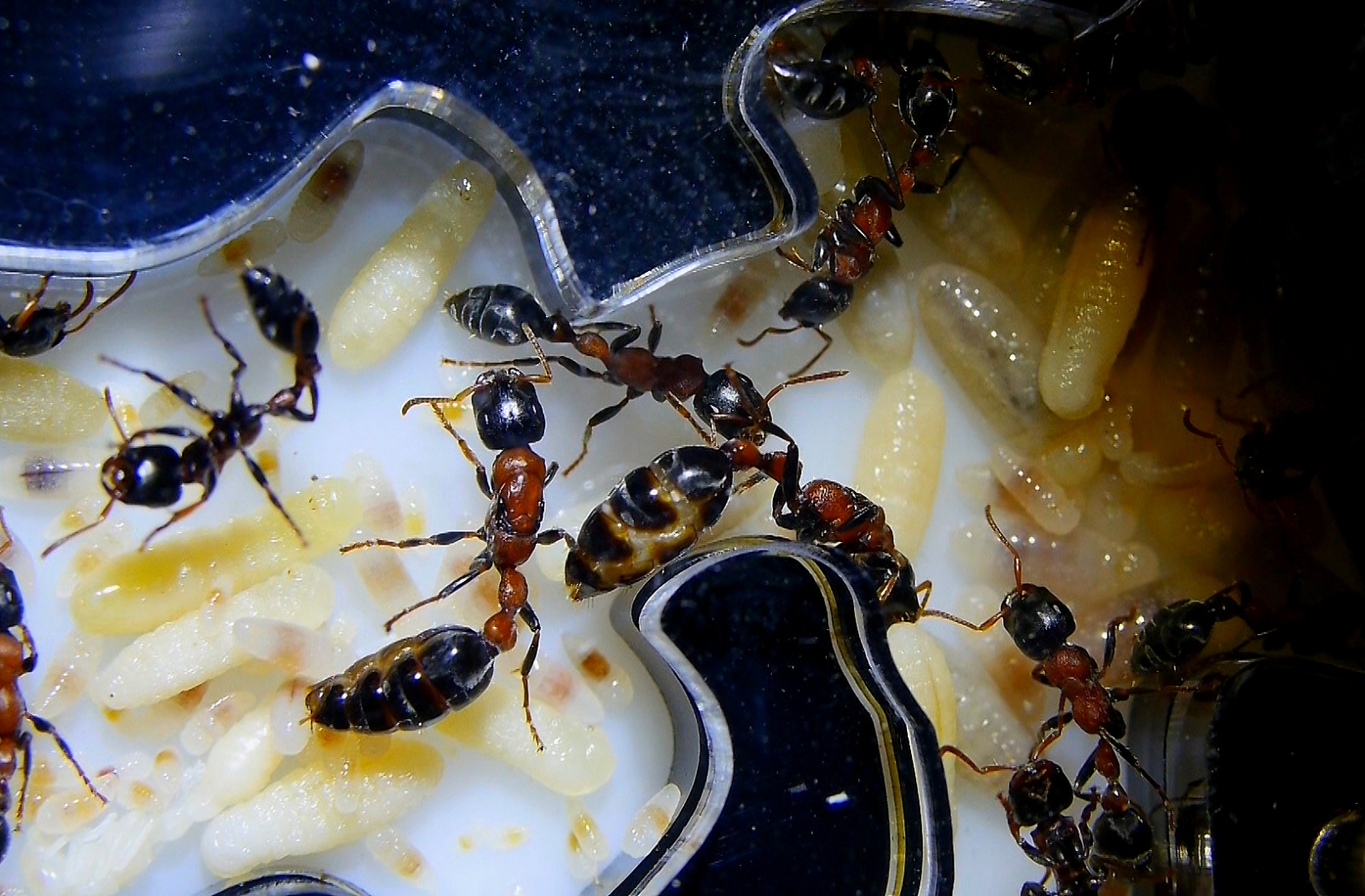 Tetraponera rufonigra Altkönigin _1