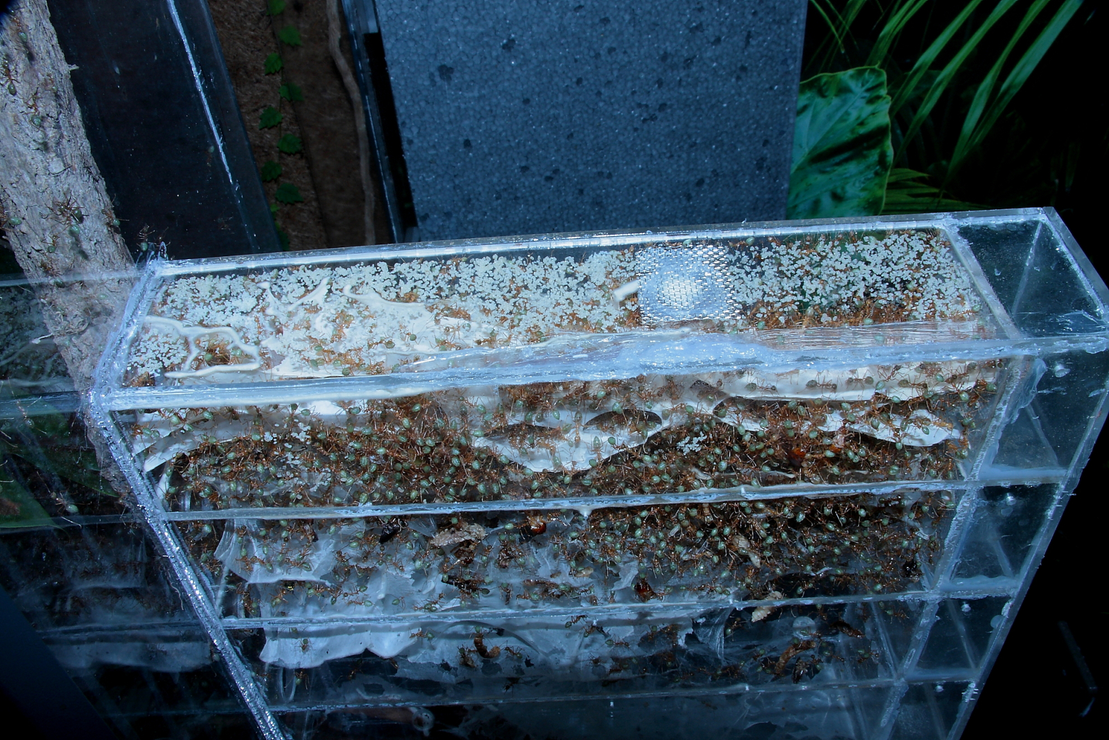 Oecophylla smaragdina Nestbox_4