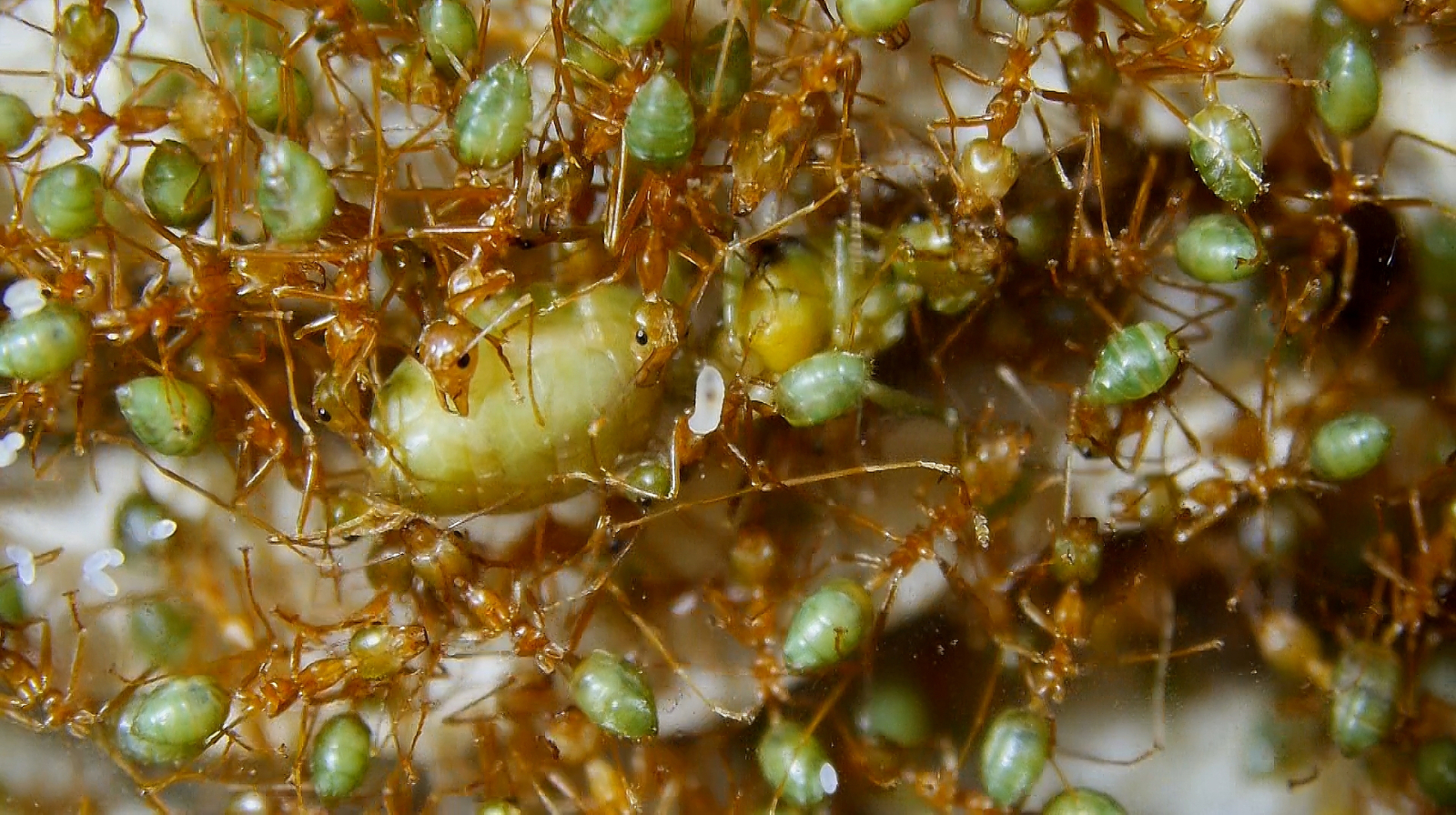 Oecophylla smaragdina Königin mit Brut_3