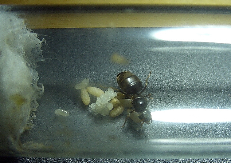 Lasius niger Gründerkönigin
