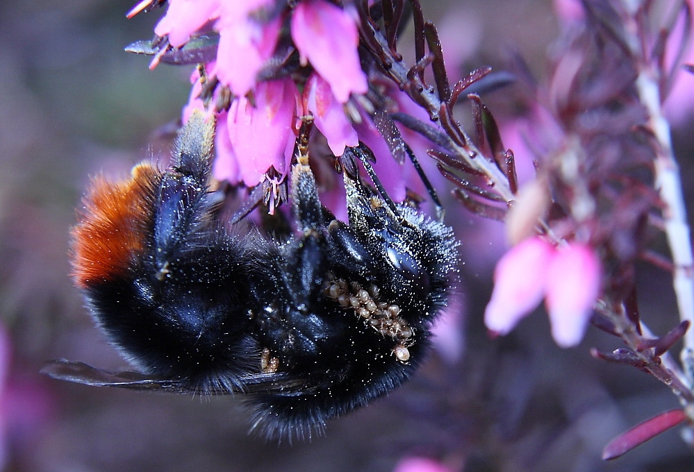 Hummel mit Milbenbefall