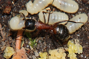 Camponotus ligniperdus