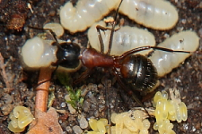 Camponotus ligniperdus