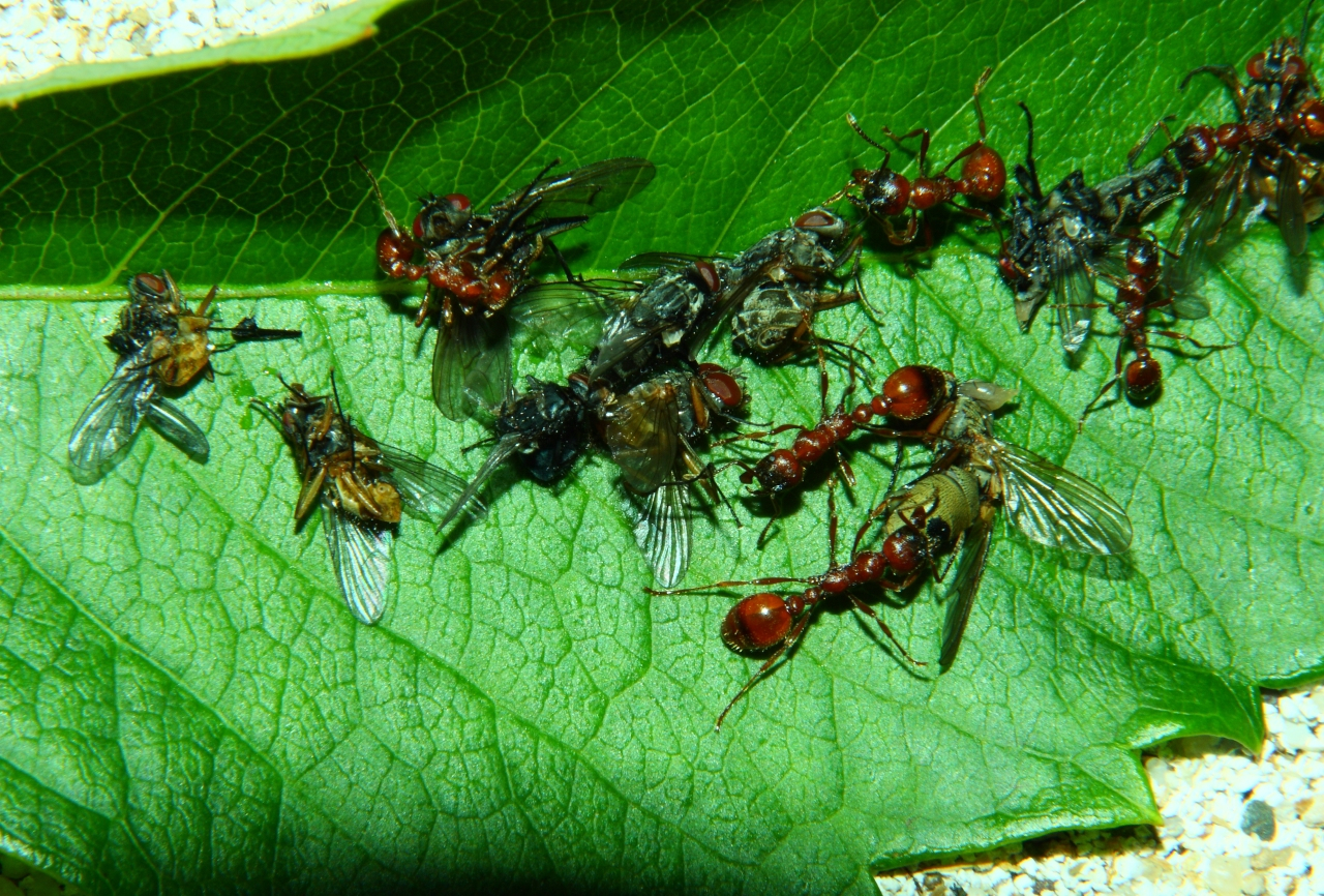 Manica rubida mit Fliegen