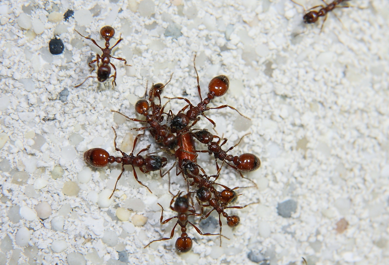 Manica rubida mit Fliegenpuppe