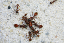Manica rubida mit Fliegenpuppe