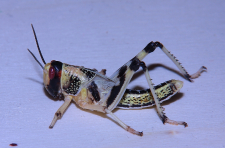 Heuschrecke