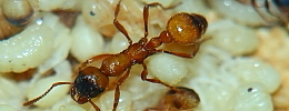 Manica rubida _1