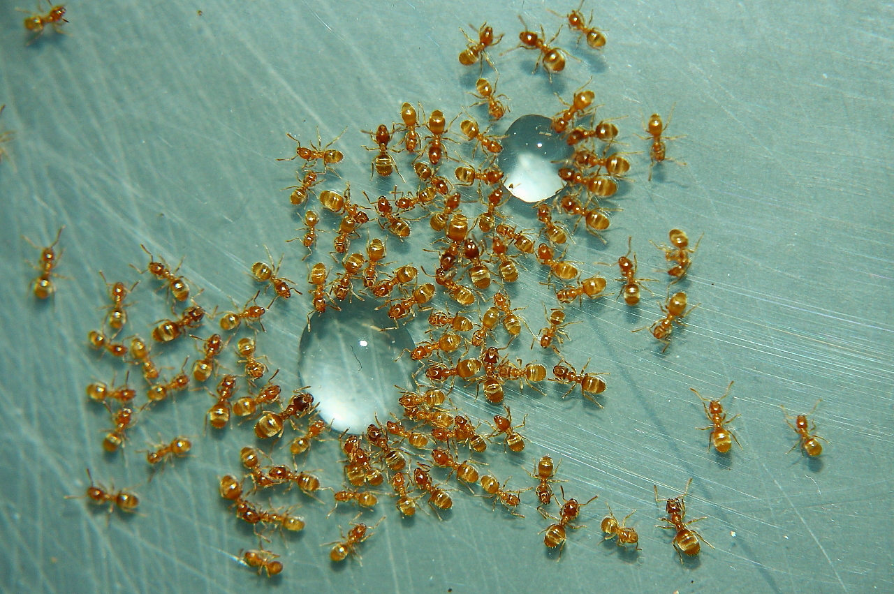 Lasius flavus trinken_1