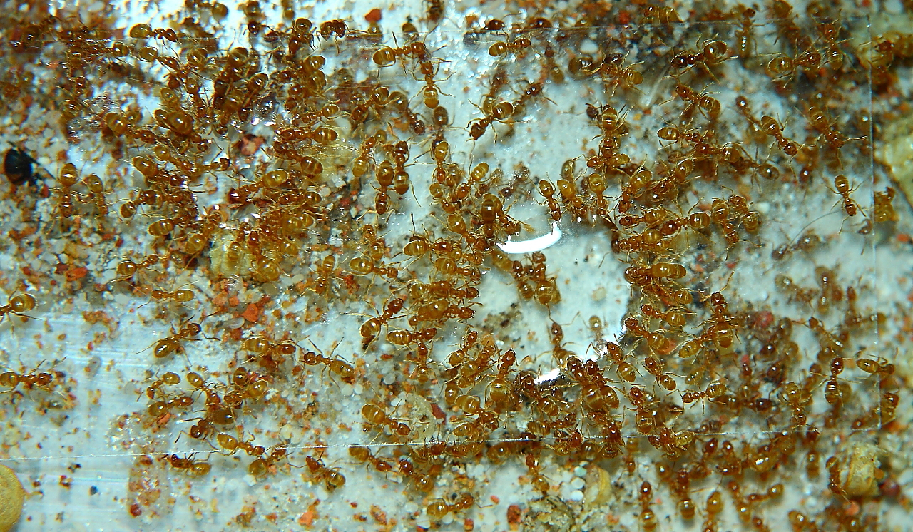 Lasius flavus trinken_2