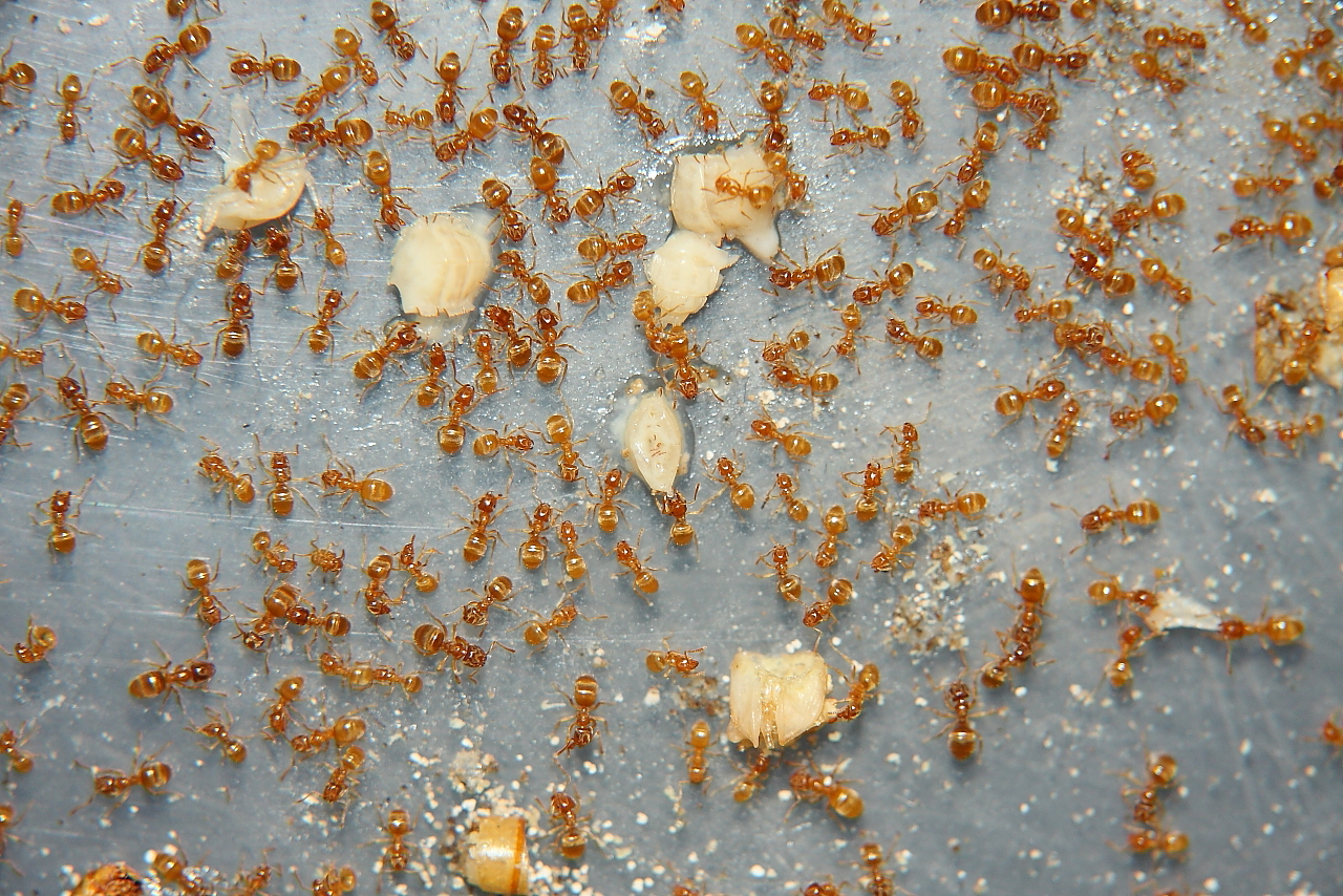 Lasius flavus mit Käferpuppenstücke _