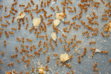 Lasius flavus mit Käferpuppenstücke _