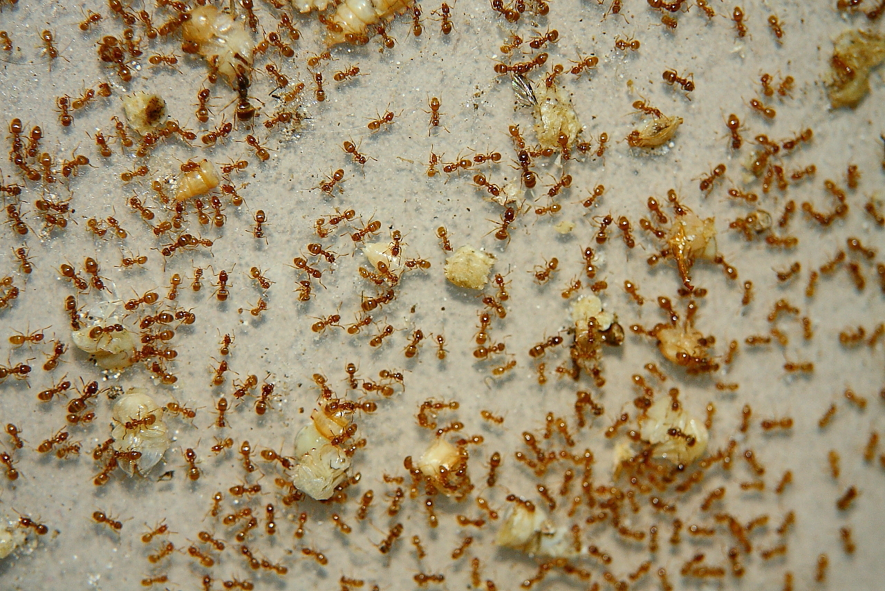 Lasius flavus mit Käferpuppenstücke _2