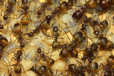 Camponotus nicobarensis