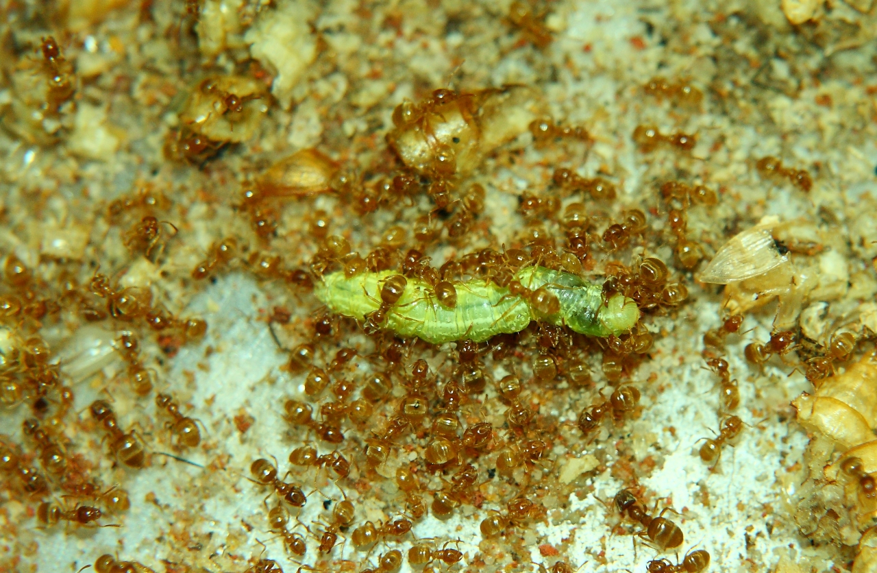Lasius flavus mit Raupe