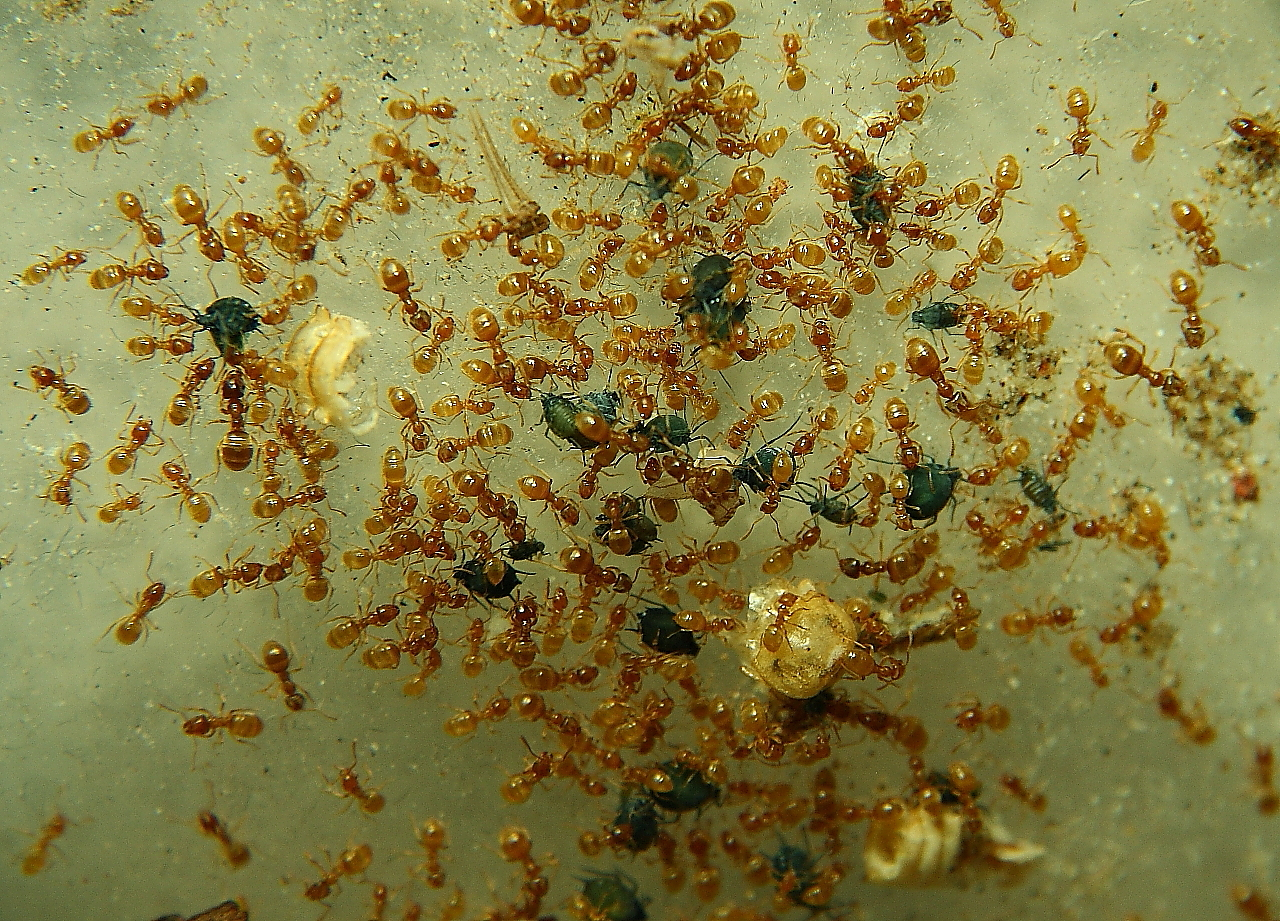 Lasius flavus mit Blattläusen
