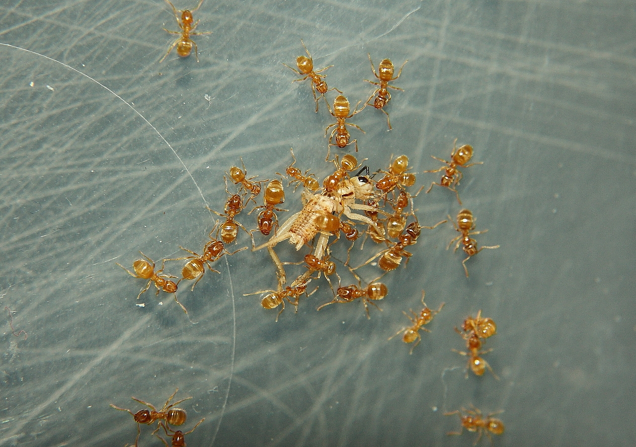 Lasius flavus mit Heimchen _1