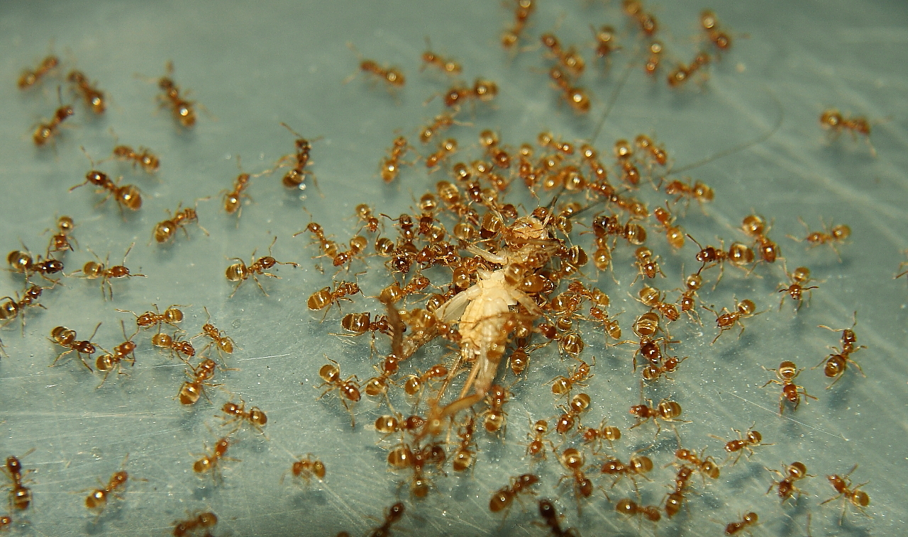 Lasius flavus mit Heimchen _2