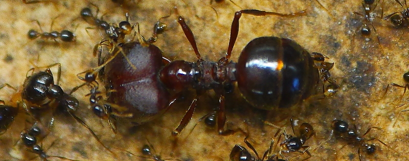 Carebara diversa Major