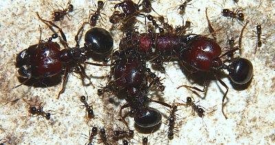 Carebara diversa Major