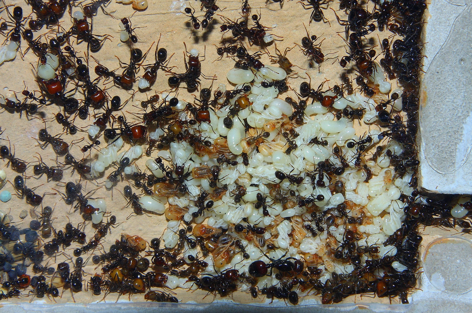 Messor barbarus 1
