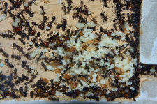 Messor barbarus 1